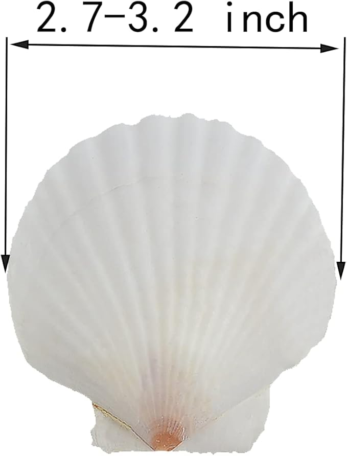21Pcs Natural Scallop Sea Shells,Ocean Beach Seashells Perfect for Home Decoration, Art Craft, Vase Filler Fish Tank,Lion's Paw Baking Shells,Baking Shells for Serving Food (2.7-3.2inch)