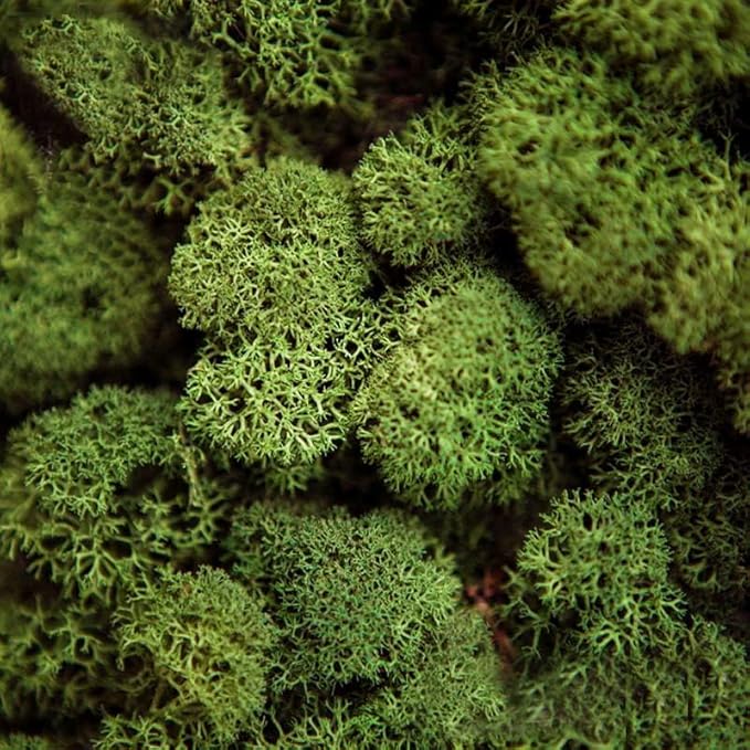 Preserved Reindeer Moss Natural Green DIY Kit Gardenning Art Wall Decor Florist Decor Easter Table Decor Wedding