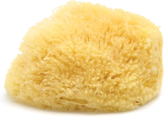 Neptune Caribbean Sea Sponge, Hand Cut, XXL, Approx. 8-9 inches
