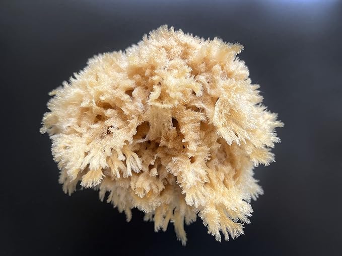 Natural Sea Wool Art Sponge: Premium Professional Grade 5"-6" Unbleached, Excellent for Painting, Decorating, Texturing, Sponging, Marbling Effects, Faux Finishes, Crafts & More by Lullingworth®